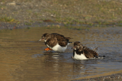 Steenloper-Lauwersoog 13-1-2021