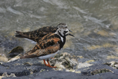 Steenloper-Lauwersoog 29-7-2012