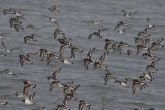 Steenloper-Schiermonnikoog 18-10-2021 b