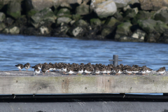 Steenloper-Schiermonnikoog 28-10-2021