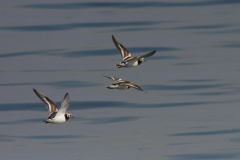 Steenloper-Terschelling 22-5-2014