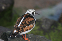 Steenloper, adult ♂ 1 Terschelling 22-5-2014