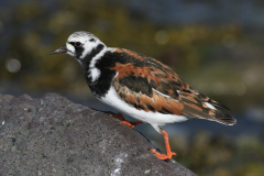 Steenloper, adult ♂ 2 Terschelling 22-5-2014