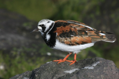 Steenloper, adult ♂ Terschelling 22-5-2014