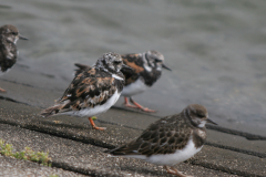 Steenloper, adult en juv.-Lauwersoog 1-9-2007