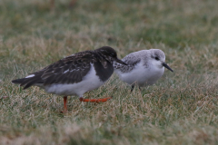 Steenloper en Drieteenstrandloper-Lauwersoog 22-12-2023