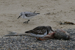 Steenloper en Drieteenstrandloper-Texel 6-10-2019