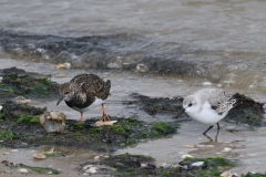 Steenloper en Drieteenstrandloper-Texel 9-10-2020