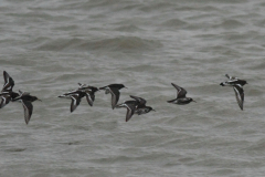 Steenloper en Paarse strandloper-Eemshaven 15-1-2014