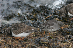 Steenloper en Paarse strandloper-Lauwersoog 25-11-2007