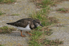 Steenloper, juv.-Lauwersoog 1-9-2007