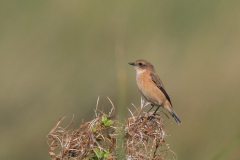 Stejnegers roodborsttapuit, 1e kj. ♂  2-Texel 10-10-2012