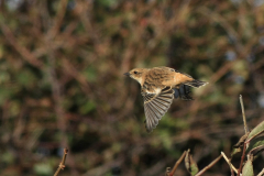 Stejnegers roodborsttapuit, 1e kj. ♂  5-Texel 10-10-2012