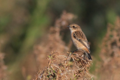 Stejnegers roodborsttapuit, 1e kj. ♂  6-Texel 10-10-2012