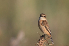 Stejnegers roodborsttapuit, 1e kj. ♂  8-Texel 10-10-2012