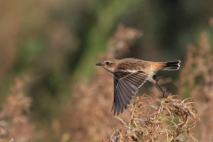 Stejnegers roodborsttapuit, 1e kj. ♂ -Texel 10-10-2012