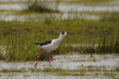 Steltkluut, ♀  1-Zuidlaardermeergebied 21-4-2013