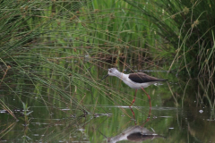 Steltkluut, ♀ -Zuidlaardermeergebied 14-6-2015