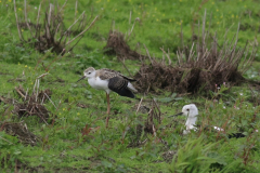 Steltkluut, adult en juv. Dannemeer 10-7-2016