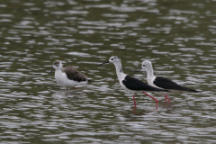 Steltkluut, adult en juv. Lauwersmeer 22-7-2022