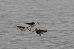 Steltkluut en Grutto-Lauwersmeer 1-5-2021