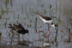 Steltkluut en Kemphaan-Lauwersmeer 22-5-2023