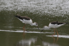 Steltkluut, juv. Lauwersmeer 22-7-2022