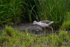 Steltkluut, juv.-Zuidlaardermeergebied 10-8-2017