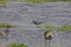 Steltstrandloper, adult, 1 Utrecht 15-8-2019