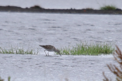 Steltstrandloper, adult, 2 Utrecht 15-8-2019