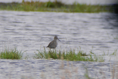 Steltstrandloper, adult, 3 Utrecht 15-8-2019