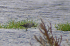 Steltstrandloper, adult, 5 Utrecht 15-8-2019