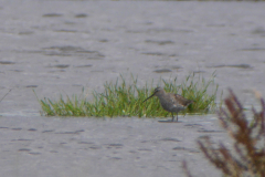 Steltstrandloper, adult, Utrecht 15-8-2019