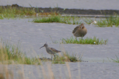 Steltstrandloper, adult, en Grutto 1 Utrecht 15-8-2019