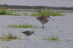 Steltstrandloper, adult, en Grutto Utrecht 15-8-2019