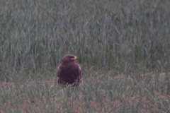 Steppearend, 2e kj. 3 Zeeland 22-5-2020