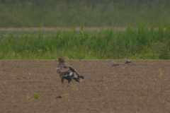 Steppearend, 2e kj. 5 Zeeland 22-5-2020