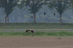 Steppearend, 2e kj. 8 Zeeland 22-5-2020