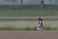 Steppearend, 2e kj. Zeeland 22-5-2020