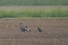 Steppearend, 2e kj. en Kauw-Zeeland 22-5-2020