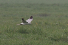 Steppekiekendief, ♂ 1 Drenthe 5-4-2014