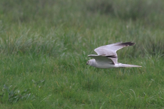 Steppekiekendief, ♂ 2 Drenthe 5-4-2014