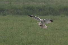 Steppekiekendief, ♂, Drenthe 5-4-2014