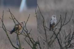 Steppekiekendief ♂ Onlanden, same bird, same place. left 23-2-2016, right 28-12-2016