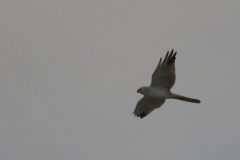 Steppekiekendief, ♂  1-Groningen-kust 24-4-2019