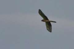 Steppekiekendief, 1e kj. Texel 12-10-2014