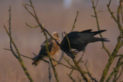 Steppekiekendief, 2e kj. ♂ en Zwarte kraai-Onlanden 23-2-2016