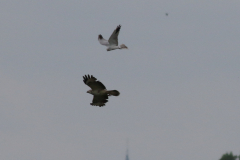 Steppekiekendief, 6e kj. ♂  en Buizerd  Groningen-prov. 31-5-2024