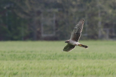 Steppekiekendief, adult ♀ Groningen-prov. 10-5-2020