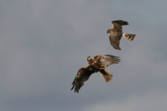 Steppekiekendief, adult ♀ en Bruine kiekendief Groningen-prov. 4-5-2020